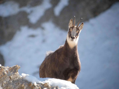 Randonnée raquette à neige journée - le chamois