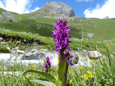 Randonnée sommet à 3000m (1jour)