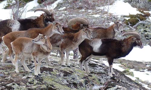 Randonnée (observation animalière)