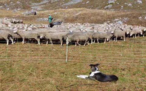 Randonnée 2 jours (Bivouac berger )- Non disponible été 2023