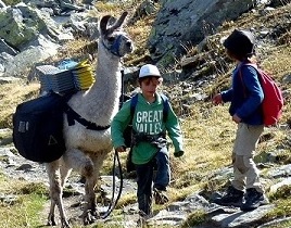 Rando avec lamas porteurs