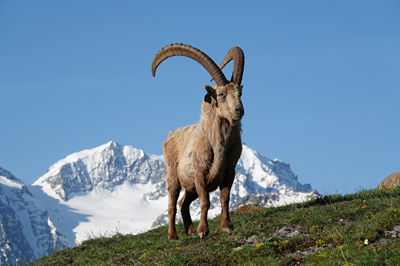 Randonnée (observation animalière)